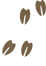 footprint jagt