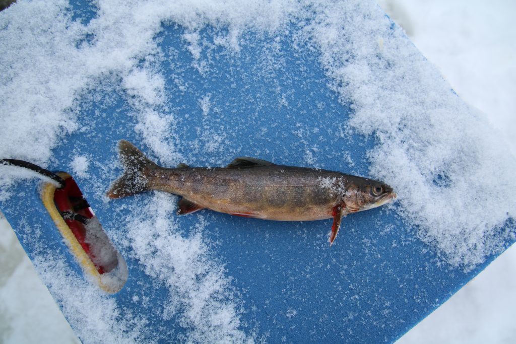 Fisk fanget under fiskelinjens tur i Norge dækket af sne på blå baggrund