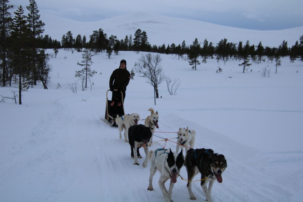 Hundeslædekørsel i Norge med elever fra Efterskolen Flyvesandet i sneklædt landskab